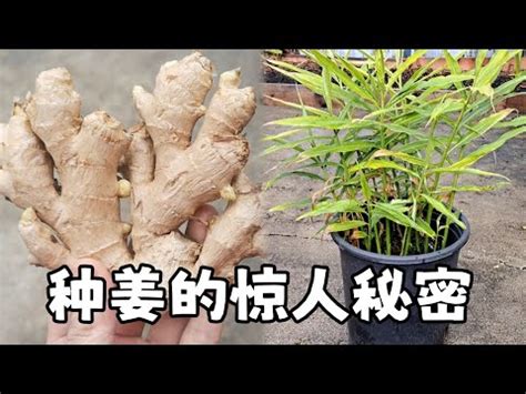 老薑種植盆栽|在室內盆栽生薑太好了！不用管就能爆盆，好看還有吃不完的薑